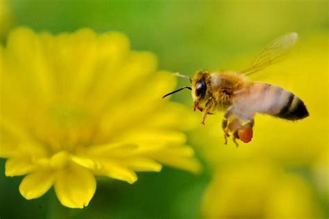 看到蜜蜂徵兆 弌讀音
